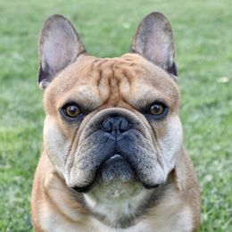 French Bulldogs from Flower Garden Frenchies