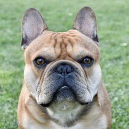 French Bulldogs from Flower Garden Frenchies