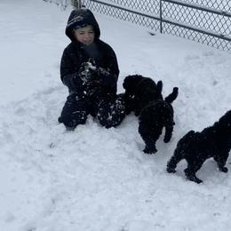 Poodle Puppies from D and D Standard Poodles