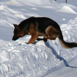 German Shepherd All Grown Up from Vom Harmon Haus German Shepherds