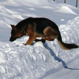 German Shepherd All Grown Up from Vom Harmon Haus German Shepherds