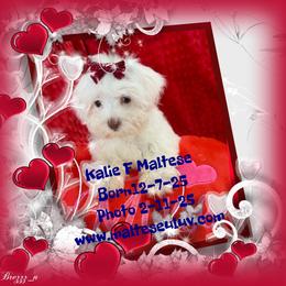 Kalie - White female Maltese puppy in Silverhill, Alabama from Malteseuluv’s Tiny Treasurers