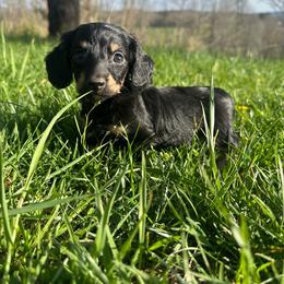 Black and Cream Female - Black and cream female Dachshund puppy in Wytheville, Virginia from Weenie Haven