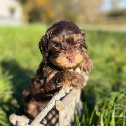 Ziggy - Brown male Shihpoo puppy in Rush, New York from Care Bear Puppies