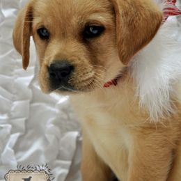 Labrador Retrievers from Willow Springs Labrador Retrievers