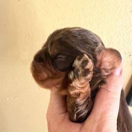 Jiminy cricket - Chocolate male Cavalier King Charles Spaniel puppy in Spring Hill, Florida from Wonderland Cavaliers