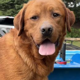 Red - Labrador Retriever