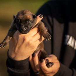 Belgian Malinois Puppies from Ak Hell Hounds