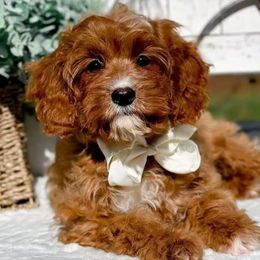 Bernedoodles, Cavalier King Charles Spaniels, Cavapoos, Goldendoodles, and Shihpoos from NC Doodle Puppies