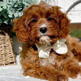 Bernedoodles, Cavalier King Charles Spaniels, Cavapoos, Goldendoodles, and Shihpoos from NC Doodle Puppies