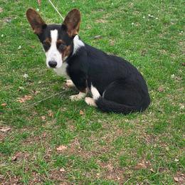 Sebastian - Black and white male Cardigan Welsh Corgi puppy in Bland, Missouri from Shadey Lane Corgis