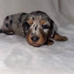 Boy 1 - Dapple male Dachshund puppy in Cincinnati, Ohio from Tabs Teenie Weenies 🌭