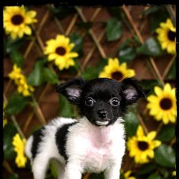 Jade - Black and white male Chihuahua puppy in Demorest, Georgia from Sourpatch Chihuahuas