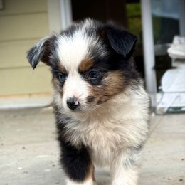 Kelsey - Blue merle female Toy Australian Shepherd puppy in North Lakeport, California from Wild Rose Ranch