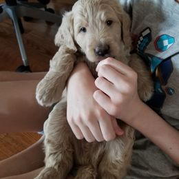 Bernedoodle and Goldendoodle Puppies from Cookies and Cream Doodles