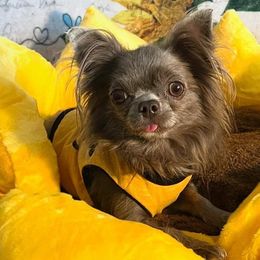 Chihuahuas from Arizona Dream Chihuahuas
