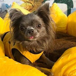 Chihuahuas from Arizona Dream Chihuahuas