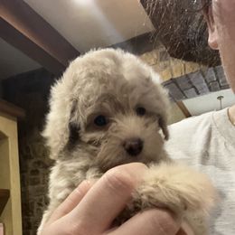 Maltipoo and Poodle Puppies from GG’s Maltipoos and Toy Poodles