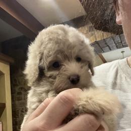 Maltipoo and Poodle Puppies from GG’s Maltipoos and Toy Poodles