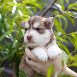 Brown Sugar - Red and white male Pomsky puppy in Trenton, Texas from Blissful Paws Pomskies