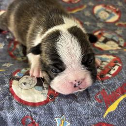 Girl 1 - female Boston Terrier puppy in Alabama from Southern Bulldogs