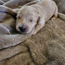 Girl 2 - Red female Dachshund puppy in Lebanon, Oregon from Willow Moons Dachshunds