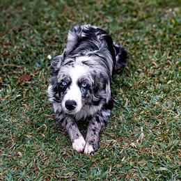 River - Australian Shepherd