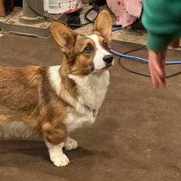 Brie - Cardigan Welsh Corgi