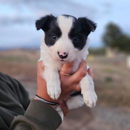 Rue - Black and white female Border Collie puppy in Dewey, Arizona from Fásach Stockdogs