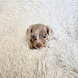 Banner - Fawn (isabella) and tan male Dachshund puppy in Lubbock, Texas from West Texas Dachshunds LLC