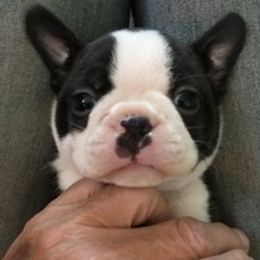 Boston Terrier and French Bulldog Puppies from Maximumcompanion