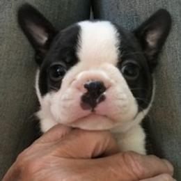 Boston Terrier and French Bulldog Puppies from Maximumcompanion
