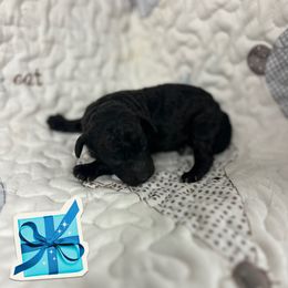 Ash - Silver male Poodle puppy in Poplarville, Mississippi from Southern Belle Poodles
