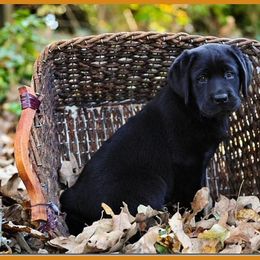 Labrador Retrievers from King's Ransom Labradors