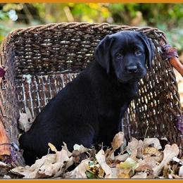 Labrador Retrievers from King's Ransom Labradors