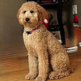 Monet - Goldendoodle