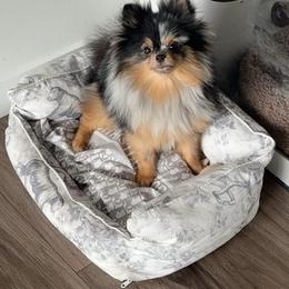 Miumiu - Blue merle female Pomeranian puppy in Burbank, California from Haus of Pomeranians