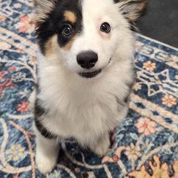 American Corgi, Cane Corso, Pembroke Welsh Corgi, and Rhodesian Ridgeback Puppies from Diamondcrest Inc