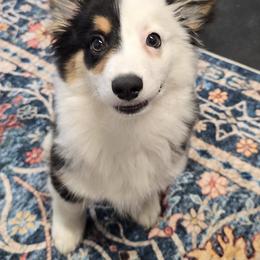 American Corgi, Cane Corso, Pembroke Welsh Corgi, and Rhodesian Ridgeback Puppies from Diamondcrest Inc