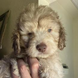 Black - Sable male Assorted Doodle Crosses puppy in Fort Bend County, Texas from Tx Super Doodles
