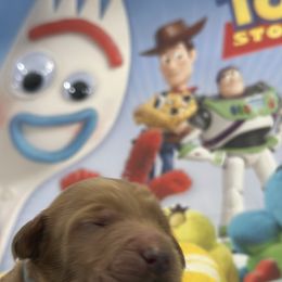 Forky-light blue collar - Red  male Goldendoodle puppy in Chino Valley, Arizona from Whiskey Row Royals