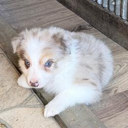 Finn - Gold merle male Border Collie puppy in Guffey, Colorado from Sunset Ridge