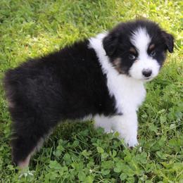 Wayne - Black tri-color male Australian Shepherd puppy in Kansas, Oklahoma from Windy G Farm
