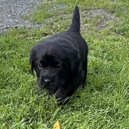 Girl 1 - Labrador Retriever puppy from Findaway Labradors