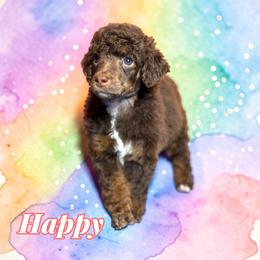 Happy - Phantom male Poodle puppy in Pink Hill, North Carolina from Boodle's Standard Poodles