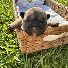 French Bulldog Puppies from 3D Frenchies LLC