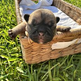 French Bulldog Puppies from 3D Frenchies LLC