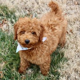 Cockapoos and Poodles from The Redbud Roost
