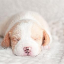Brioche - Red and white male Beagle puppy in Caldwell, Ohio from Folklore Kennel