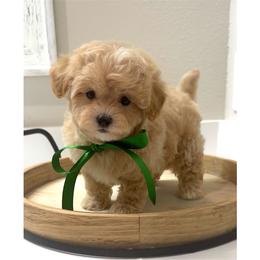 Niko - Apricot male Maltipoo puppy in Spring, Texas from GlamPaw Maltipoos